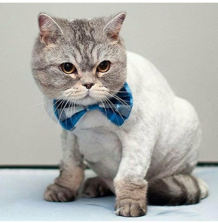 Стрижка кота