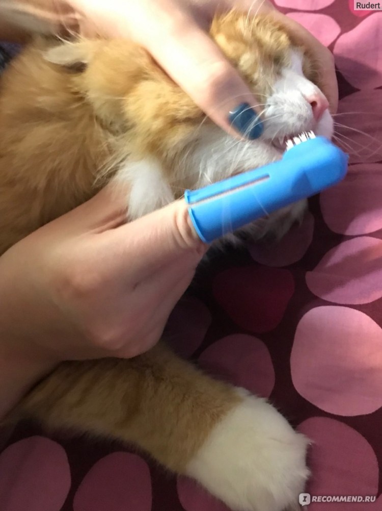 Зубная щетка для кошек
