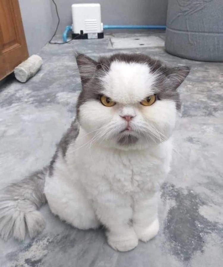 Кот Мерлин Рэгдолл