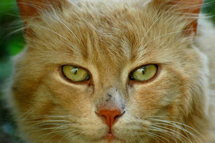 Серьезные коты