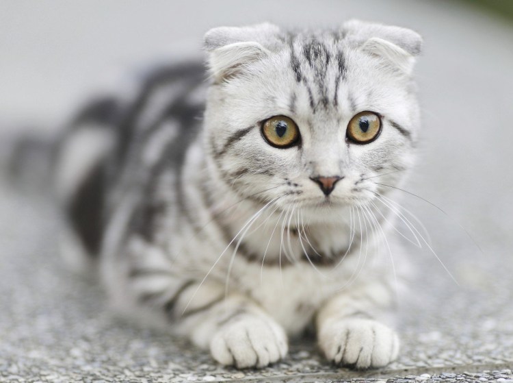 Шотландская вислоухая кошка полосатая