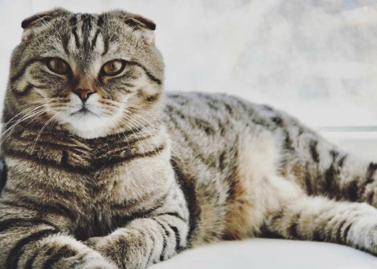 Шотландская вислоухая кошка