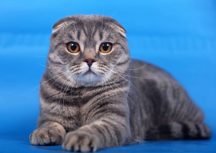 Шотландская вислоухая кошка скоттиш страйт