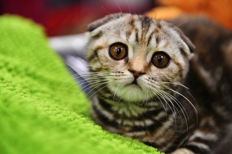 Шотландская вислоухая кошка