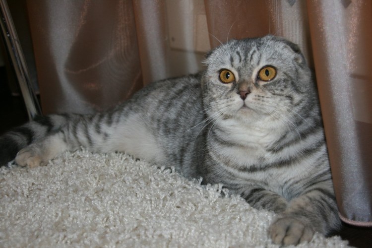 Камышовая вислоухая кошка фото