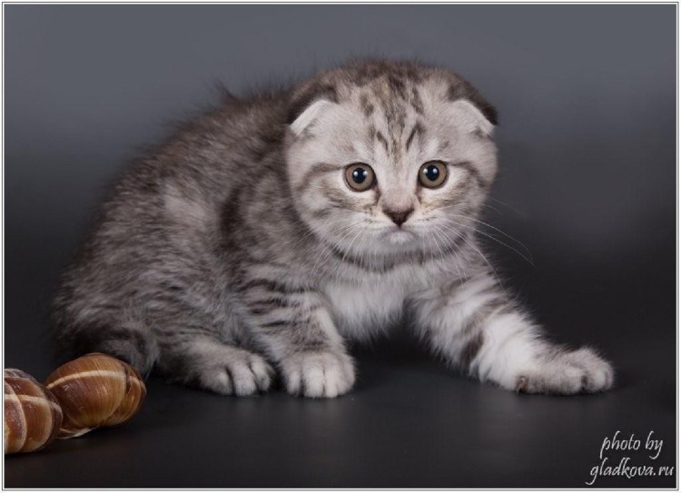 Серый полосатый вислоухий кот