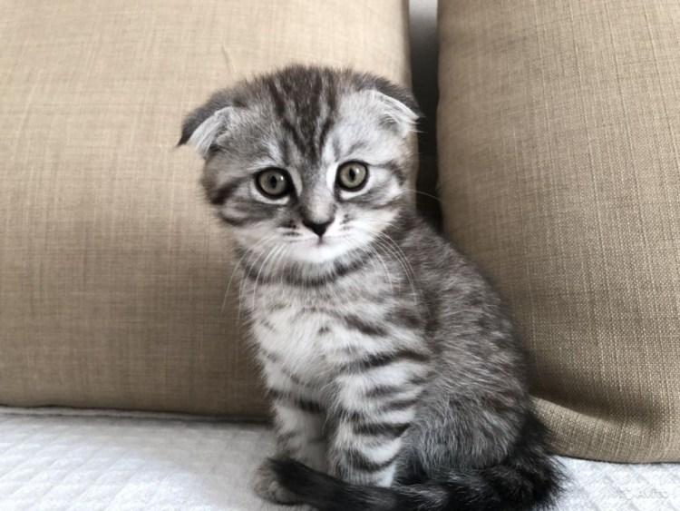 Шотландский вислоухий кот полосатый