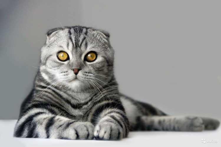 Серый полосатый вислоухий кот