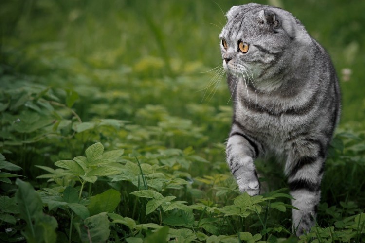Скоттиш фолд полосатый вислоухий