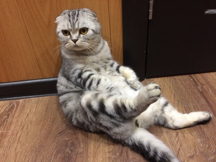 Шотландская вислоухая кошка