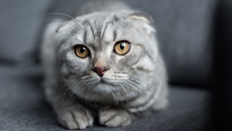 Шотландский вислоухий кот скоттиш фолд