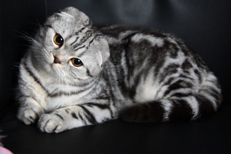 Кошка шотландец вислоухий серый полосатый