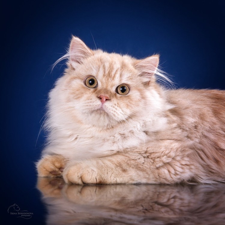 Британский длинношерстный кот