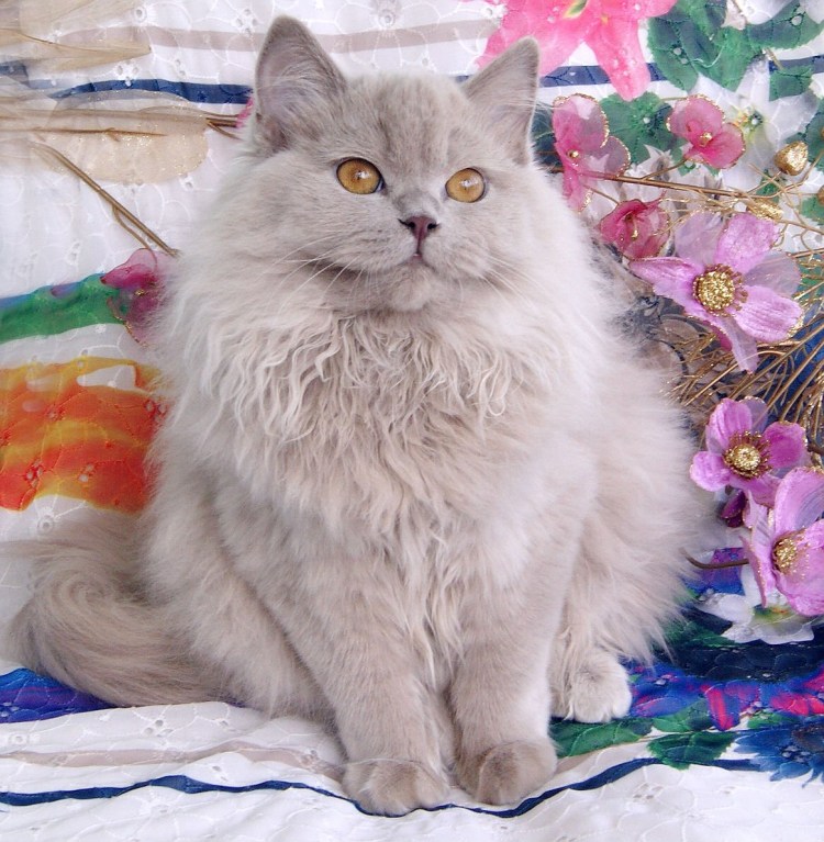 Британская длинношёрстная кошка