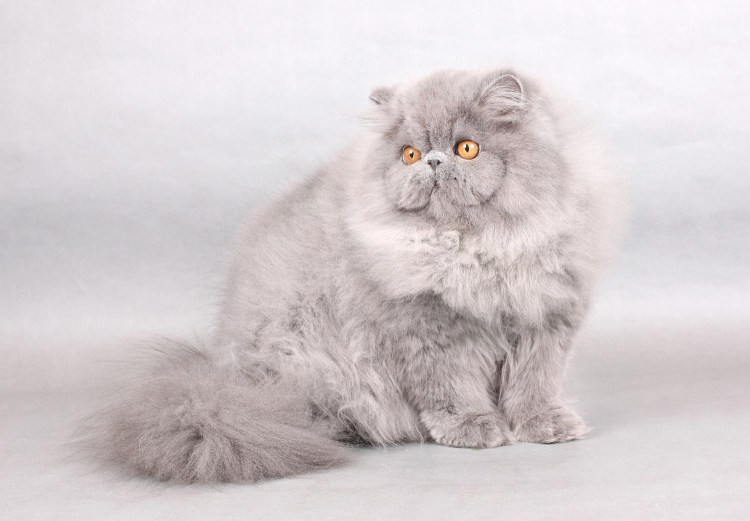 Британская длинношёрстная кошка