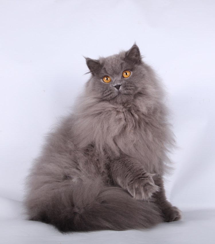 Британская длинношёрстная кошка