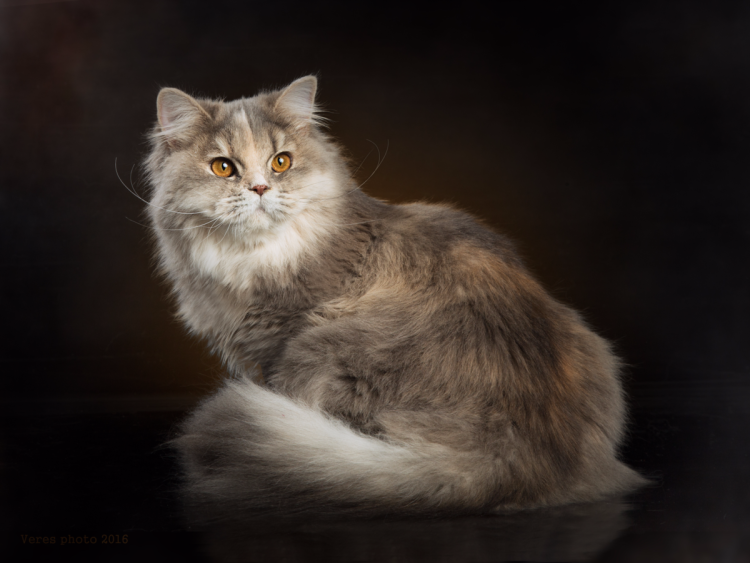 Кошка хайлендер длинношерстная