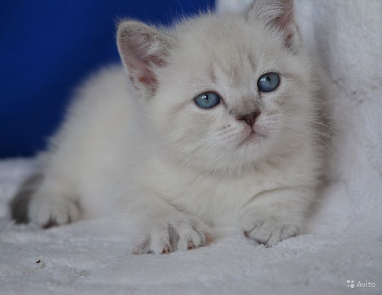 Шотландский кот Блю поинт прямоухий