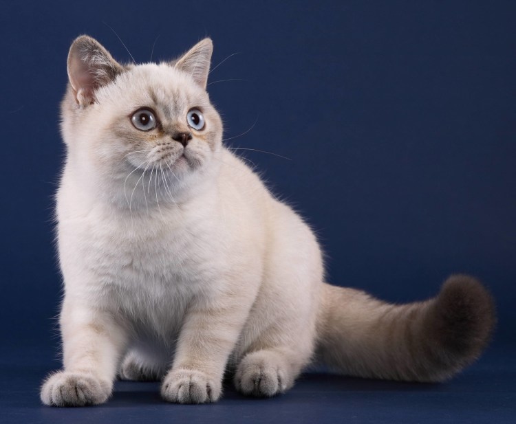 Тайская кошка колор Пойнт