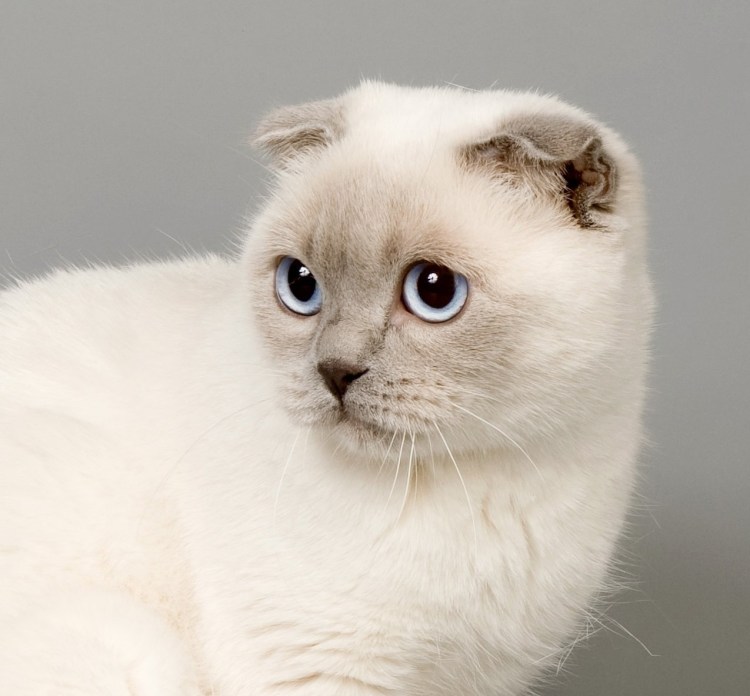 Блю Пойнт кошка