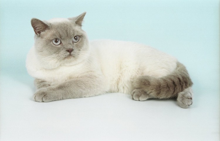 Сиамская кошка