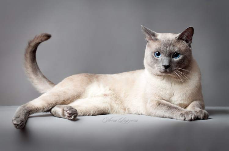 Котята Блю Пойнт полтора месяца фото на зеленом фоне