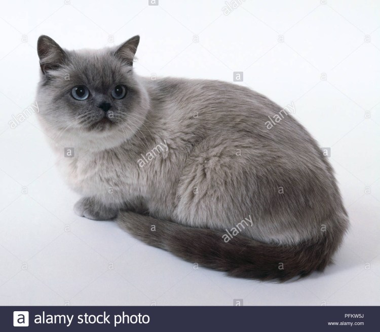 Кот шотландец Блю поинт