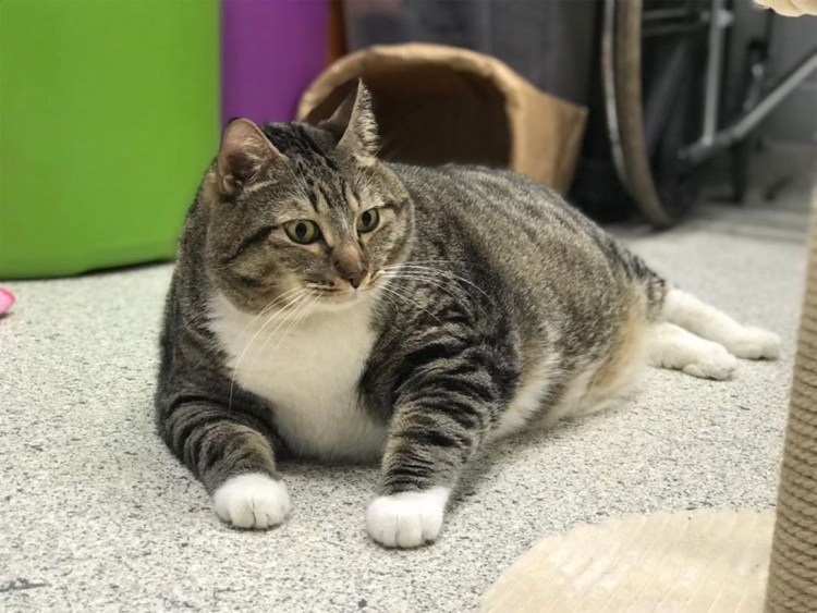 Толстый кот