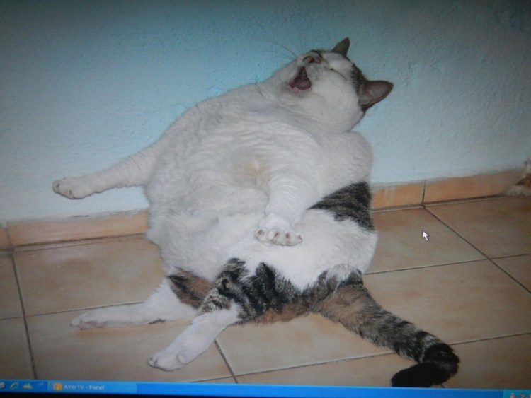 Толстый белый кот