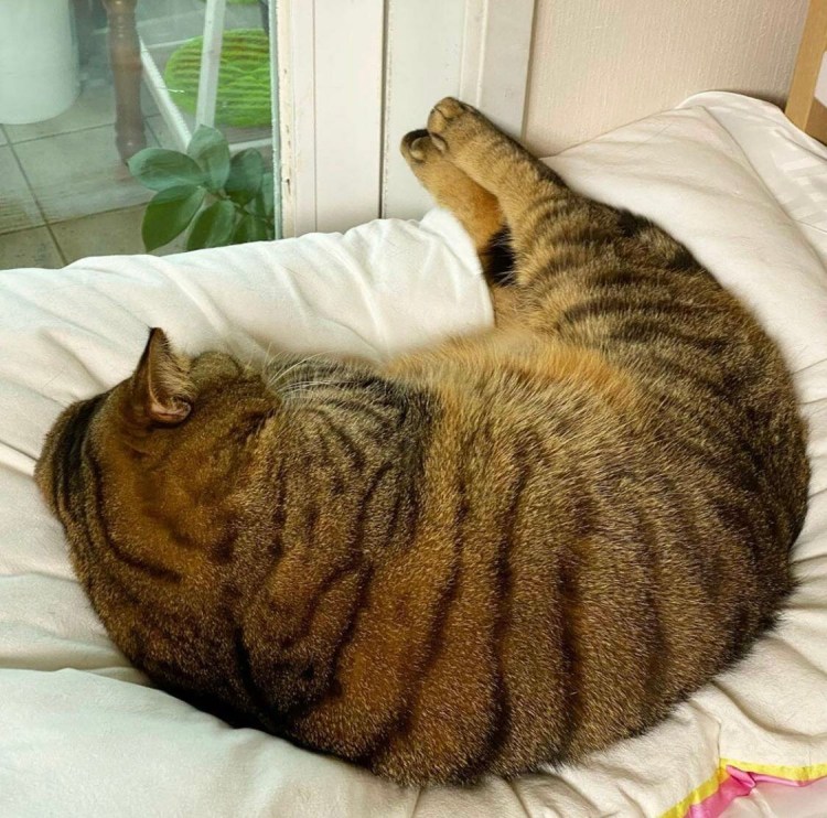 Жирная кошка