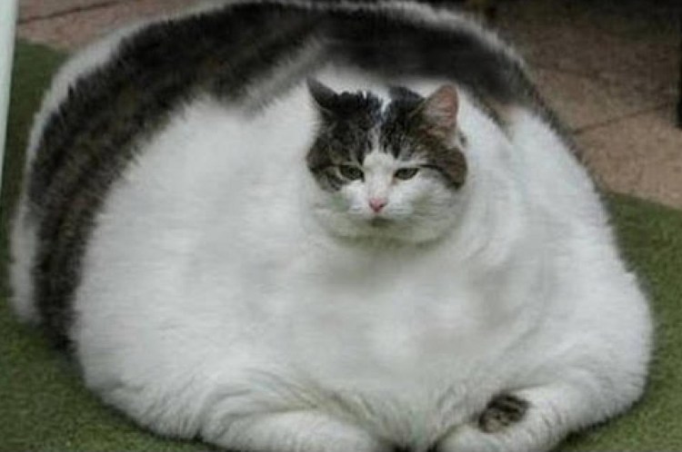 Скоттиш страйт Хосико