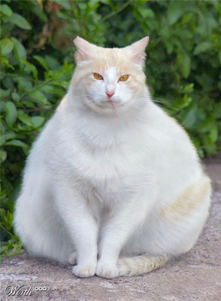 Жирный котик