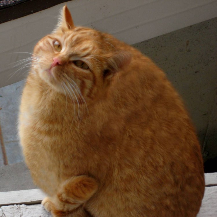 Самый жирный кот