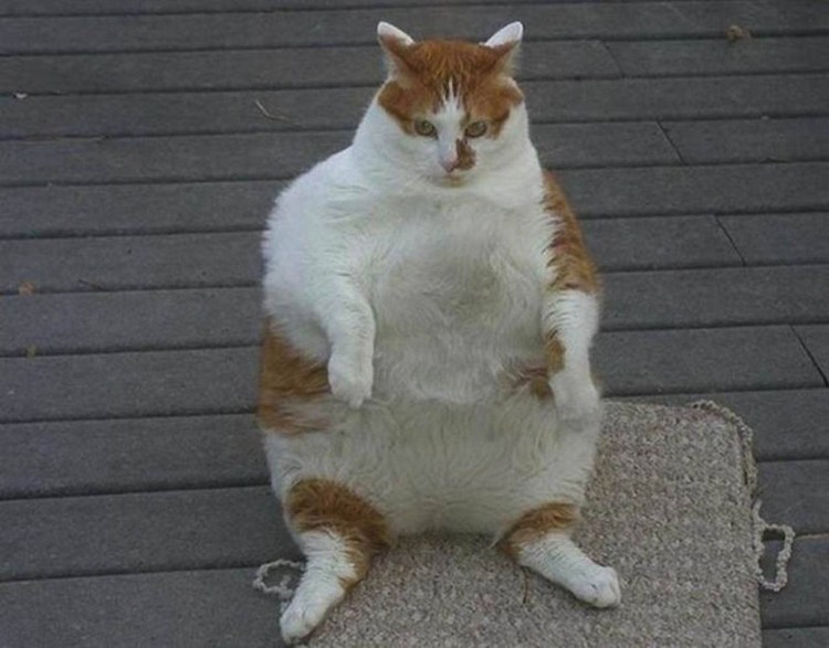 Ожиревший кот