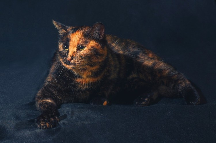 Скоттиш фолд черепаховый