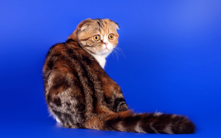 Скоттиш страйт черепаховый