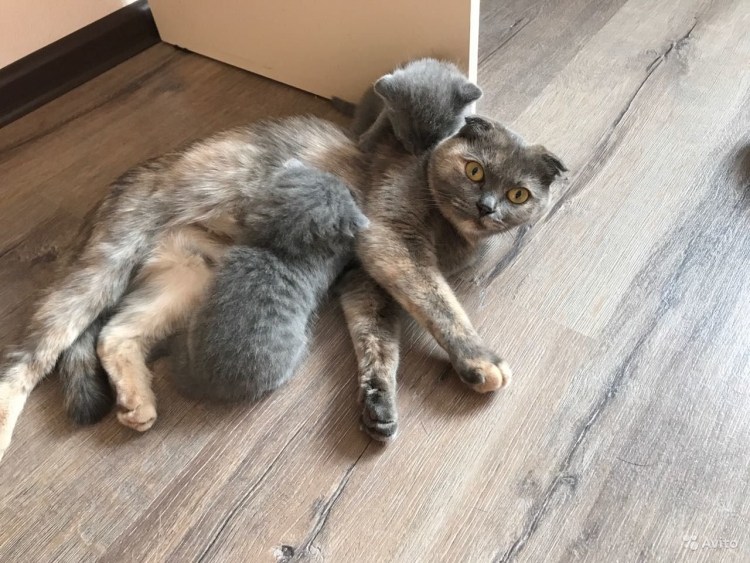 Шотландский вислоухий котенок биколор