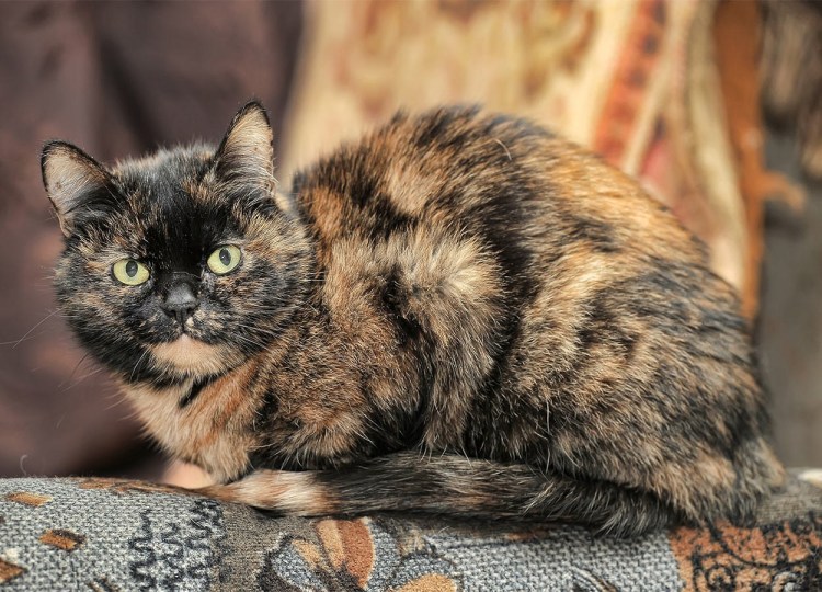 Кошки персы экзоты