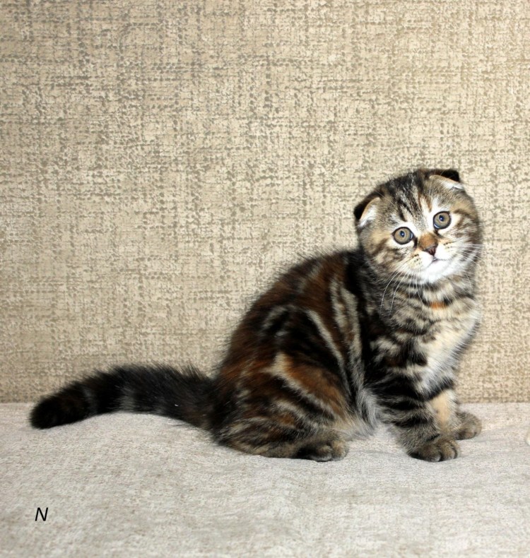 Черепаший скоттиш фолд