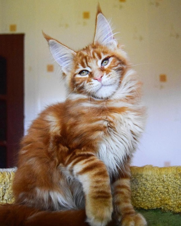 Мейн кун рыжий котенок