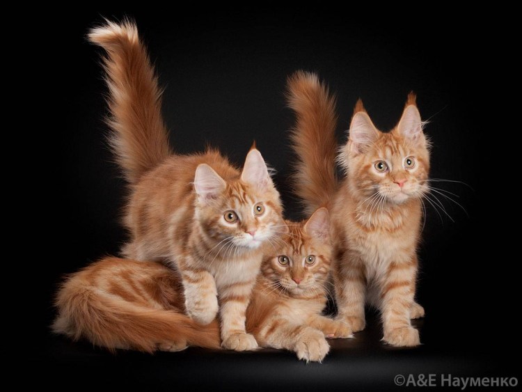 Рыжие Мейн куны коты