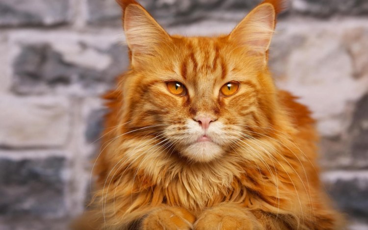 Коты Мейн кун