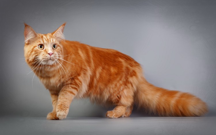 Коты Мейн кун
