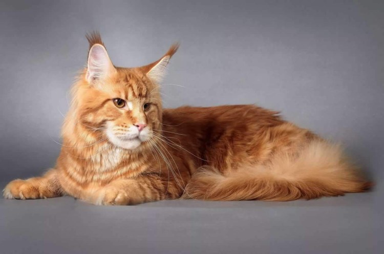 Кот Мейн кун