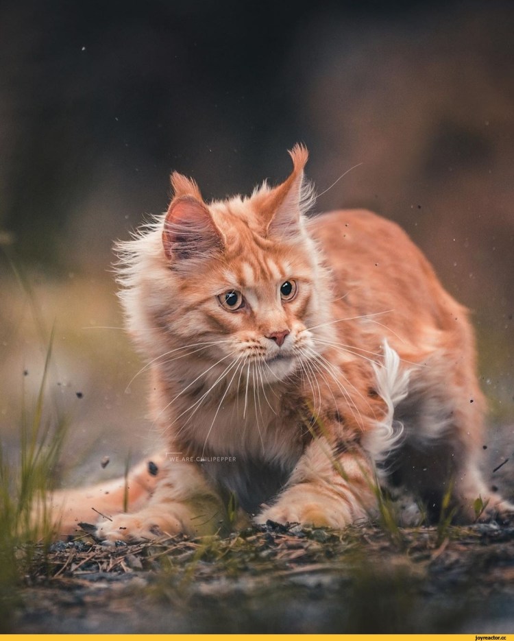 Рыжий кот Мейн кун