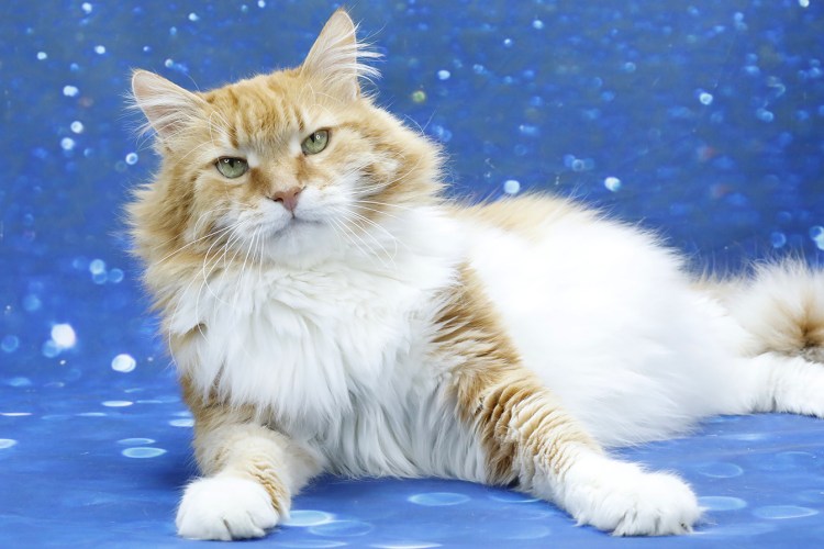 Сибирская маскарадная кошка рыжая