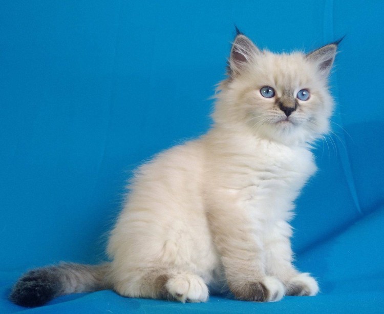Невская маскарадная кошка окрасы