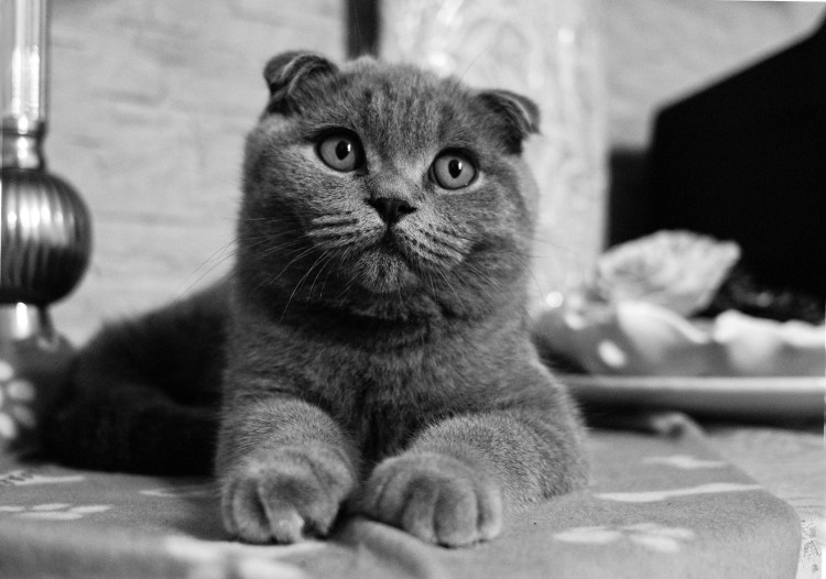 Голубой британец кот вислоухий