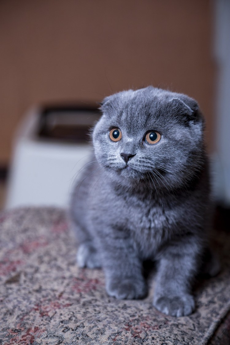 Скоттиш-фолд Шотландская вислоухая