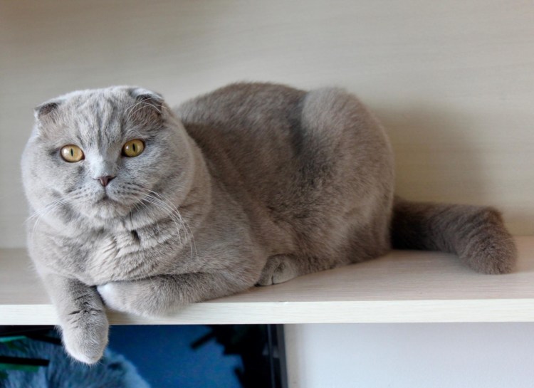 Шотландские вислоухие коты